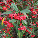 Bare Root Cornubia Cotoneaster Tree, 2+ Years Old, EVERGREEN + AWARD + DROUGHT RESISTENT + SMALL + COAST **FREE UK MAINLAND DELIVERY + FREE 100% TREE WARRANTY**